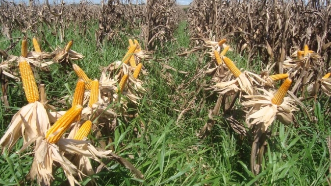 Zoneamento agrícola do milho 2ª safra e consórcio com braquiária para 2022/2023 são publicados