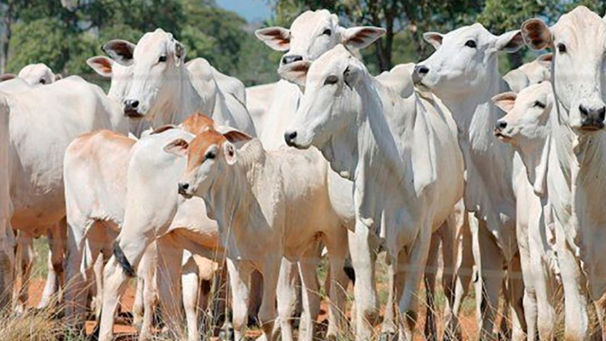 Lockdown em SP pode afetar consumo de carnes em food services e pressionar @ do boi