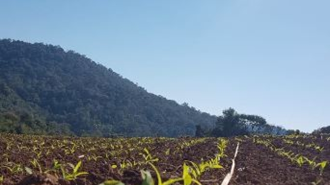 Plantio do milho verão chega a 30,7% no Brasil e segue atrasado com relação à safra anterior, diz StoneX