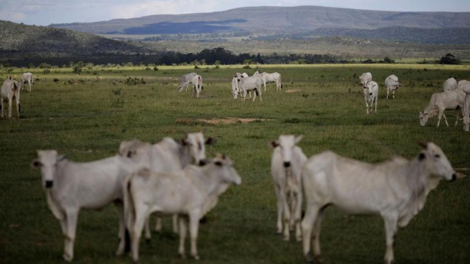Preços da arroba seguem firmes nos R$ 200 graças a oferta restrita de animais em plena safra