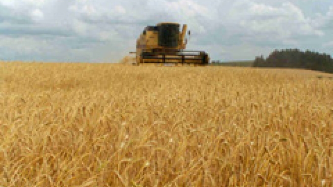Governo da Austrália eleva estimativa de colheita de trigo