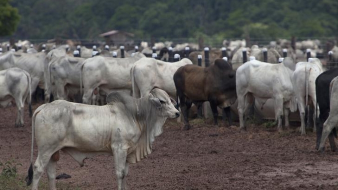 Preço do boi gordo teve um ganho de 1,23% nesta semana no RS