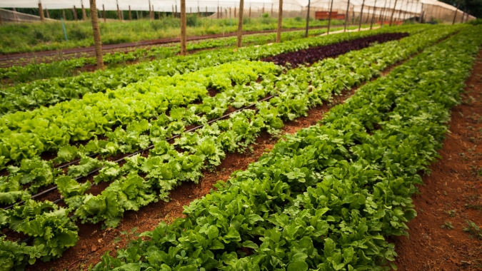 Alface/Cepea: Baixas temperaturas esfriam procura em junho, e preço cai