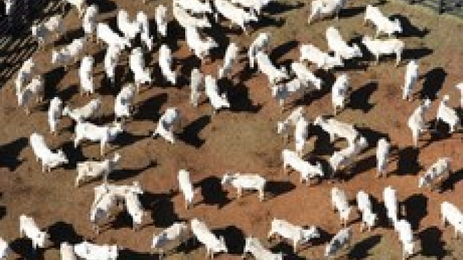 Prazo para efetuar a declaração de rebanho começa na próxima sexta-feira (01/11), em Goiás