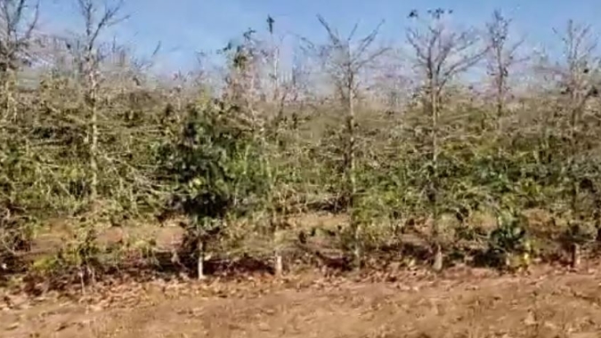 Falta de chuva e calor excessivo no café: Pelo menos 50% das floradas que já abriram não devem vingar, diz pesquisador da UFL