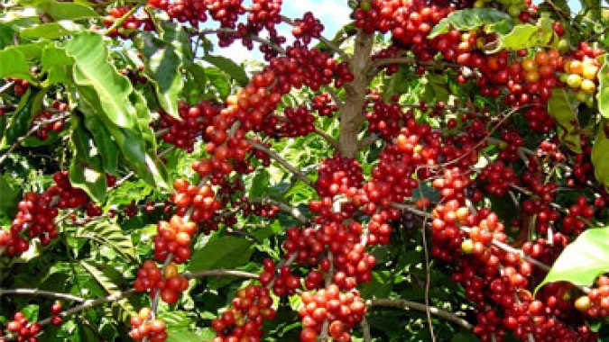 Café/Cepea: Indicadores sobem na quinzena; exportação é recorde