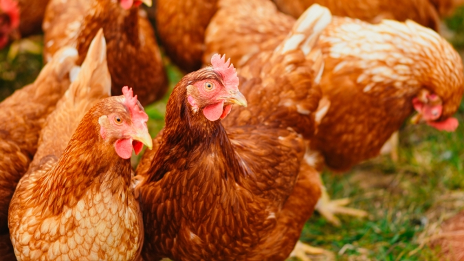 Para reduzir custos de produção, avicultura paranaense opta pelo descarte de matrizes