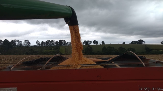 Avanço lento leva a colheita do milho à 82% no RS, destaca Emater