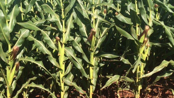 Milho e sorgo têm forte queda na produção regional no DF