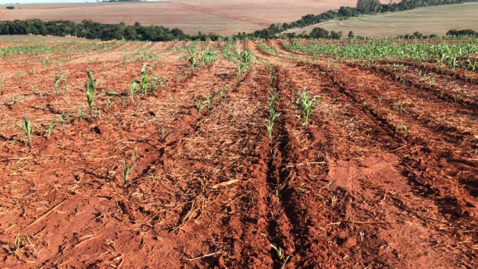 Plantio atrasado da safrinha no Paraná reduziu a produção esperada pelo Deral e déficit hídrico já preocupa