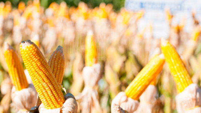 Estiagem prejudica lavouras de milho no PR e produtores ficam divididos entre a incerteza de produção e aproveitar bons preços