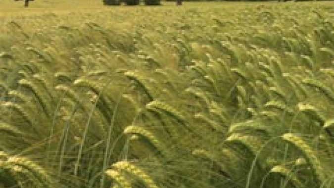 Chuvas melhoram perspectivas de produção de trigo na Austrália