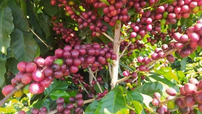 Últimas chuvas ajudam a pressionar preços do café em dia de baixas generalizadas