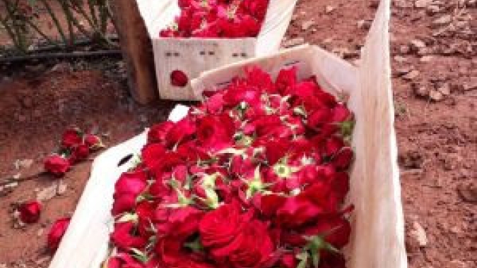 Ibraflor amplia divulgação de documentação para reforçar legalidade do comércio do flores