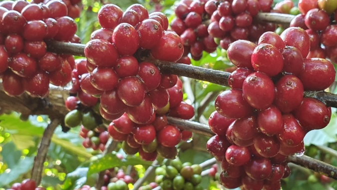 Ciência e evolução social na cafeicultura Amazônica, por Enrique Alves