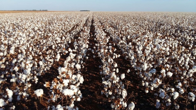 USDA: Vendas semanais de algodão dos EUA 22/23 totalizam 171,20 mil fardos