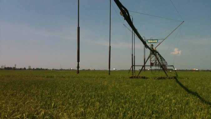 Rio Grande do Sul encerra a semeadura de arroz irrigado