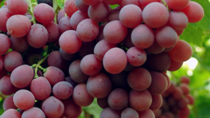 Setor de hortifrutis projeta retomada das exportações brasileiras aos EUA com o fim do tarifaço