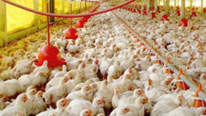 Cotações do frango em campo misto nesta quinta-feira (22); frango congelado em SP subiu 0,37%