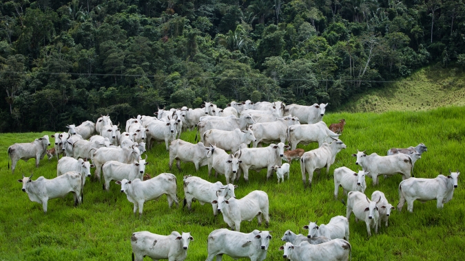 Exportações brasileiras de carne bovina vem sendo um fator preponderante na formação de preços da arroba, aponta Cepea
