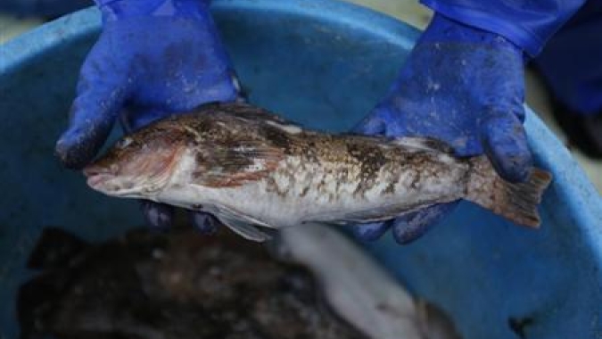 Portaria traz lista de embarcações credenciadas para pesca temporária de tainha