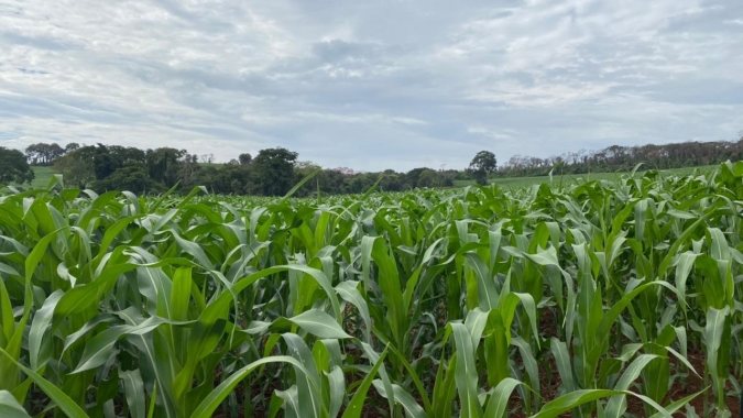 Ministério da Agricultura aponta parte do milho da Argentina beneficiada por últimas chuvas e parte do país com demanda importante por água