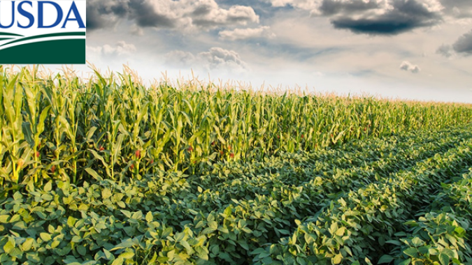 USDA: Plantio da soja chega a 78% da área e milho tem 75% dos campos em boas condições