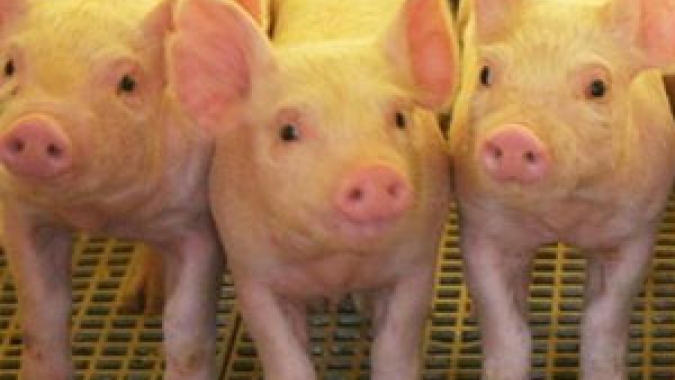 Demanda fraca pressiona cotações no mercado de suínos