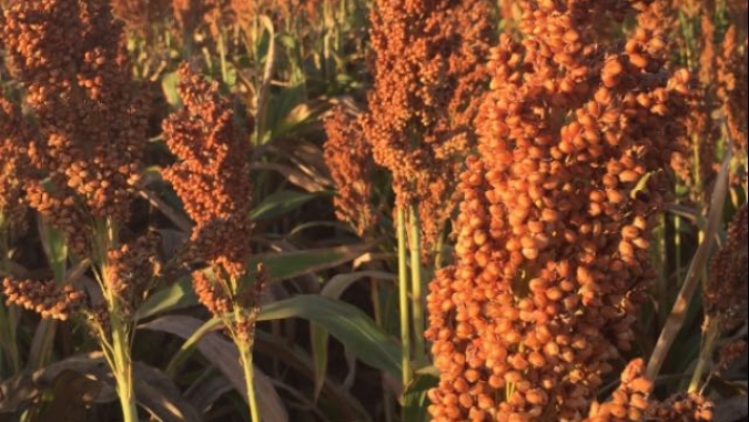 Sorgo lidera crescimento  agrícola brasileiro em 2023