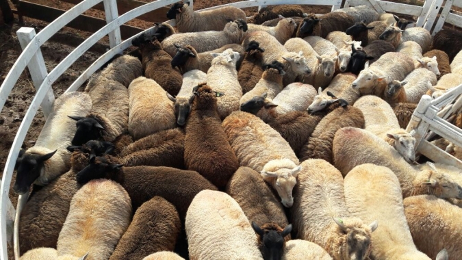 Retrospectiva ovinos: desempenho fica aquém do esperado para o setor