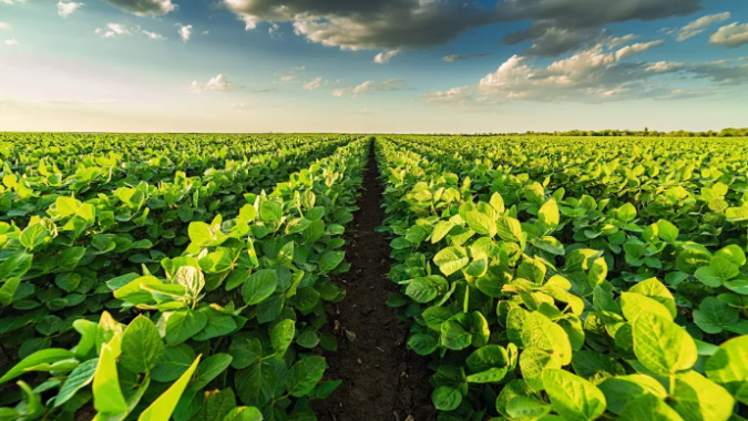 Mapas climáticos mostram umidade para o início do ano e produtor rural deve se preparar para pressão de doenças