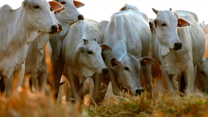 Compradores de carne bovina da China esperam que o comércio com o Brasil seja retomado em breve, apesar dos casos de "vaca louca"