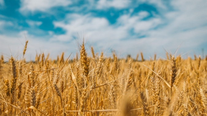 Plantio de cereais de inverno avança na Serra catarinense
