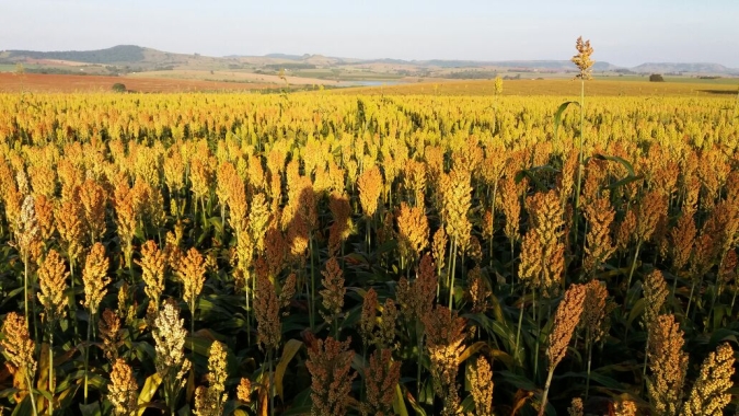 Cada vez mais estratégica, produção de sorgo é destaque em Goiás