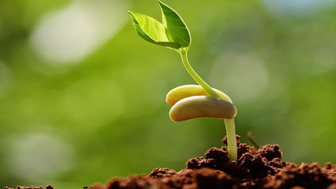 Cuidados na germinação incrementam a produtividade do feijão