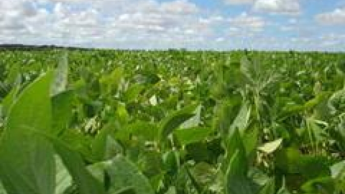 Bolsa reduz safra de soja argentina em 7 mi t por seca