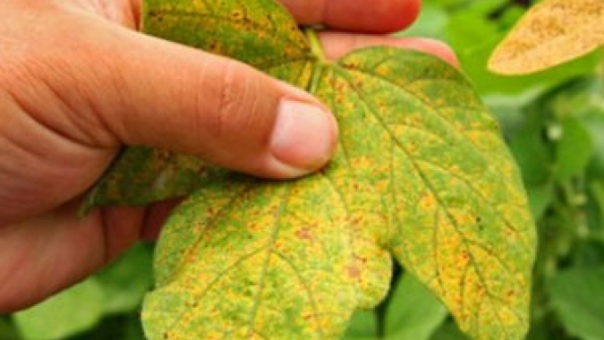 Agrodefesa publica novas medidas para prevenção e controle da ferrugem asiática da soja em Goiás