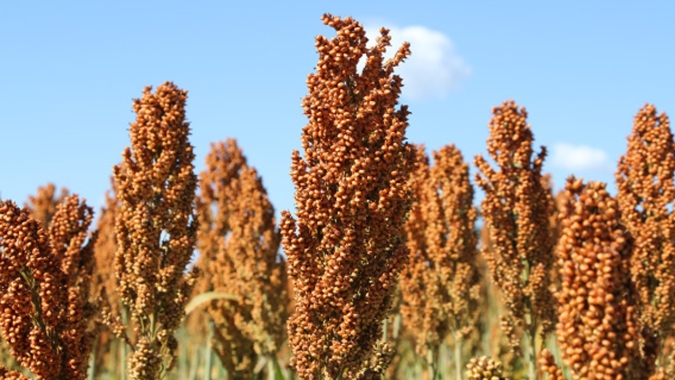 Janela curta para milho safrinha fortalece culturas alternativas como sorgo e consórcios forrageiros