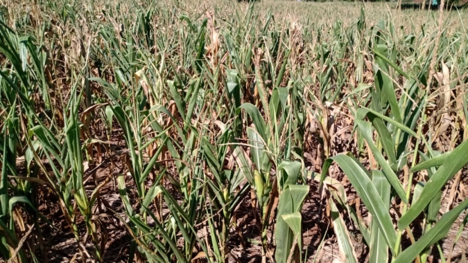 Cooperativas agropecuárias atualizam números sobre a estiagem no Rio Grande do Sul