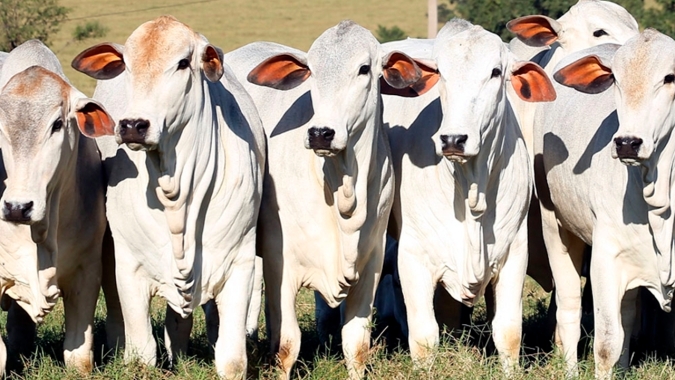 Agrobrazil: Mercado nesta quarta-feira apresenta um movimento de recuperação nos preços médios