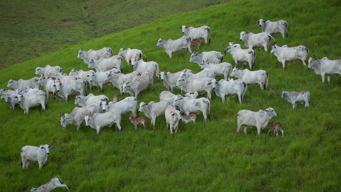 Relação de troca com fertilizantes continua apertando as margens da pecuária em 2025