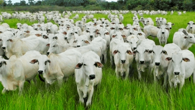 Semana de apreensão no mercado de carnes diante das novas medidas de restrição econômica. Incerteza pode respingar na @ do boi