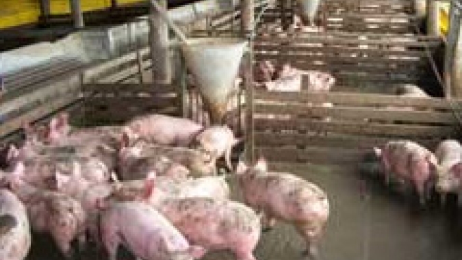 Preços mistos e com alterações pequenas marcam o mercado de suínos nesta quarta-feira (9)