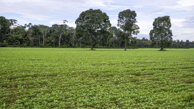 Danone reforça investimento em projeto pioneiro no Brasil para agricultura regenerativa