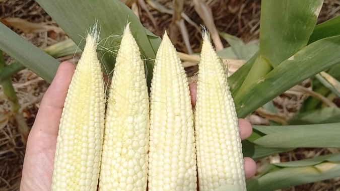 AgRural: Com terceiro corte consecutivo, produtividade do milho verão já é mais baixa desde 2014/15 no Centro-Sul