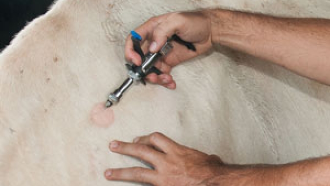 Com novo status, Paraná atraiu R$ 9 bilhões de investimento no setor de proteínas animais
