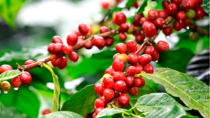 Café/Cepea: Tempo seco favorece avanço da colheita de arábica