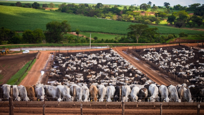 Alta nos custos de produção deve impactar o volume de animais confinados em 2021, aponta StoneX