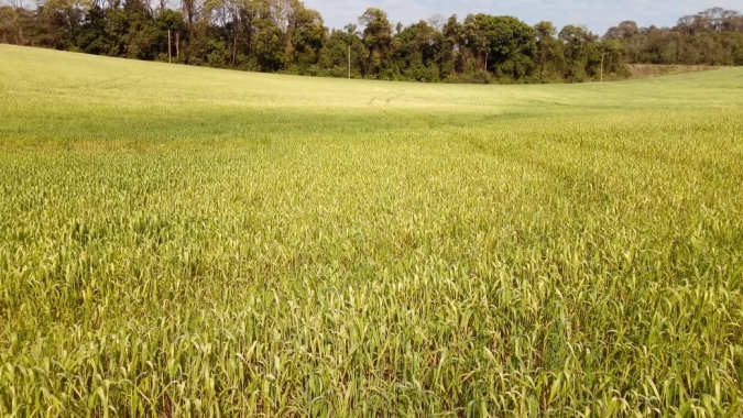 Falta de chuvas atrasa desenvolvimento da lavoura de trigo no Rio Grande do Sul