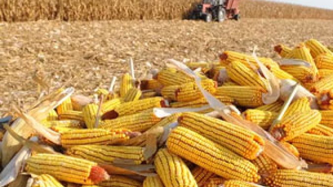Milho fecha segunda-feira com Chicago em baixa à espera do USDA